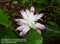 /album/flowers/flower-2-photograph-by-shantanu-kuveskar-jpg/